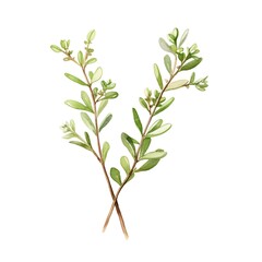 Fototapeta premium Watercolor of a Fragrant Thyme Sprig with Green Leaves and Woody Stems