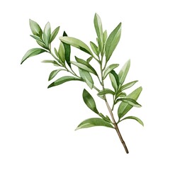 Obraz premium Watercolor of a Winter Savory Sprig with Dark Green Aromatic Leaves on a White Background