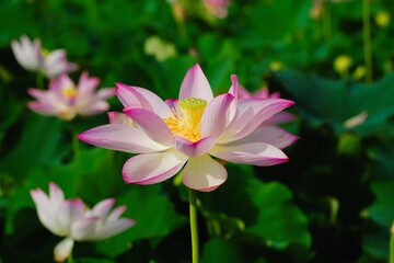 pink lotus in full blooming	
