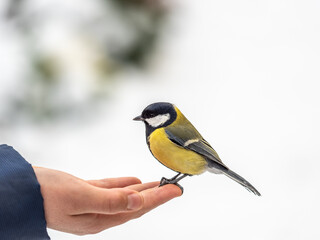 A tit sits on a man's hand and eats seeds.