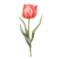 Beautiful Watercolor Illustration of a Single Pink Tulip Flower