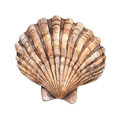 Detailed Seashell with Natural Patterns and Warm Earthy Tones.