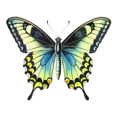 Detailed Illustration of a Vibrant Blue and Yellow Butterfly.
