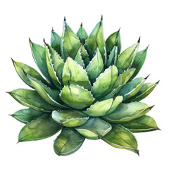 Vibrant Illustration of a Lush Green Agave Plant.