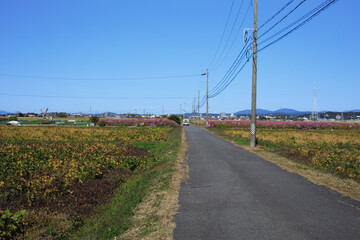 日本の田舎道