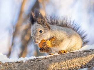 The squirrel with nut sits on tree in the winter or late autumn
