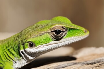 Fototapeta premium green lizard on a dry wood