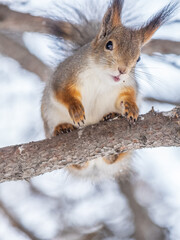 The squirrel sits on a branches without leaves in the winter or autumn