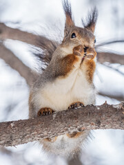 The squirrel with nut sits on tree in the winter or late autumn