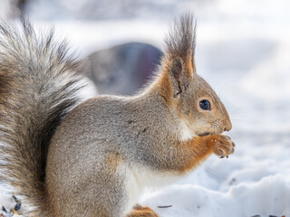 The squirrel in winter sits on white snow.