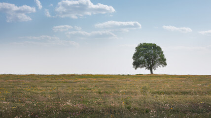 An image of a lone tree standing in a vast, open field. The field is dotted with colourful wildflowers. The sky is clear with a few fluffy clouds. The horizon line separates the field from the sky.