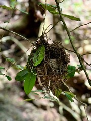 Bird nest closeup on a branch
