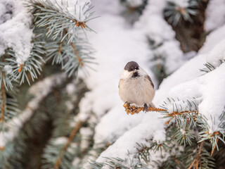 Cute bird the willow tit, song bird sitting on the fir branch with snow in winter