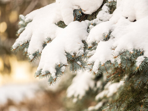 Green fir branches in winter covered with snow