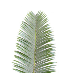Obraz premium Phoenix roebelenii, The front of the green leaves have branch.