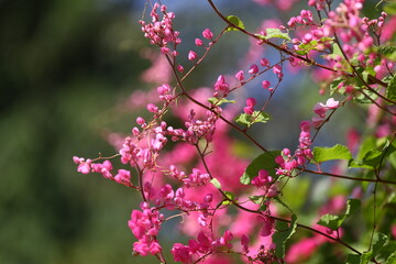 Blossoming pink coral vine mexican creeper flower with its green leaf line.