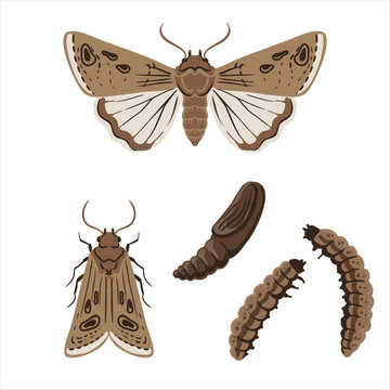 vector drawing turnip moth , cutworms isolated at white background, garden pest, hand drawn illustration