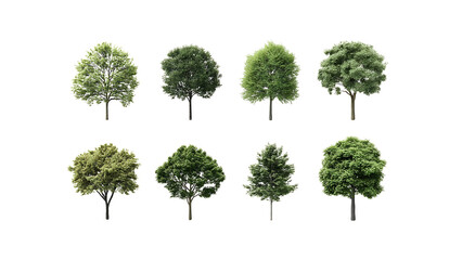 Fototapeta premium tree isolated on white background