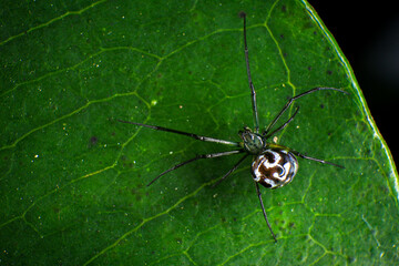 jumping spider on a web in the forest, closeup of photo