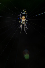 jumping spider on a web in the forest, closeup of photo