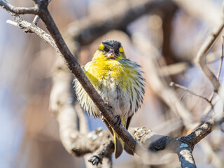 Eurasian siskin male, latin name spinus spinus, sitting on branch of tree. Cute little yellow songbird.