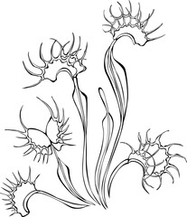 Monochrome venus flytrap