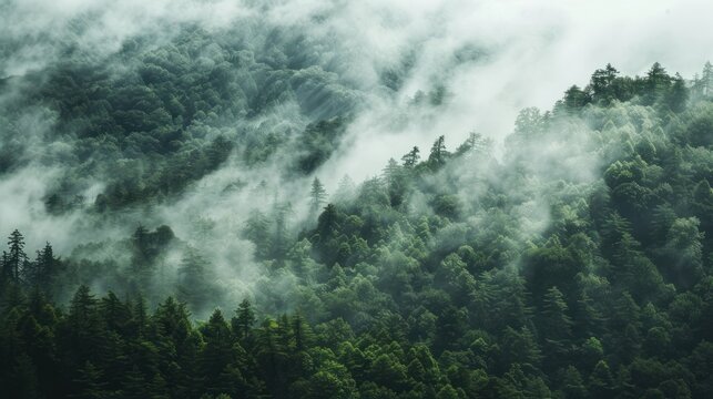 A close-up of misty mountain terrain with diffused light and gentle fog