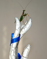 Praying Mantis on the hand of Buddha