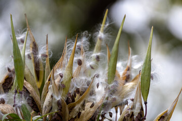 Defocused macro abstract of mature seed pods on a swamp milkweed plant, scattering fluffy seeds into the wind. With bokeh.