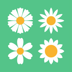 daisy flower illustration