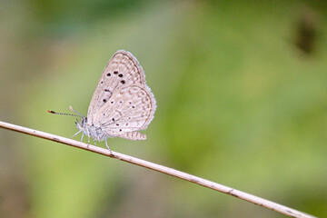 Delicate Dark Grass Blue Butterfly, Zizina labradus, perched on a slender twig

