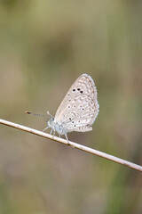 Delicate Dark Grass Blue Butterfly, Zizina labradus, perched on a slender twig
