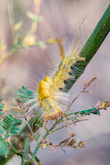 A fluffy yellow caterpillar, covered in long, soft hairs, clings to a green stem
