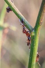 A group of ants, likely Camponotus floridanus, climbing a green stem
