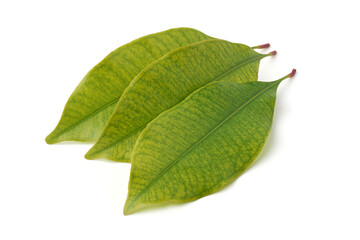 Fototapeta premium clove plant leaves isolated white background, green color fragrant and glossy which emit strong aromatic scent used in medicine and perfumes