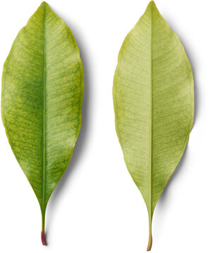 clove plant leaves isolated white background, green color fragrant and glossy which emit strong aromatic scent used in medicine and perfumes, close-up of both sides