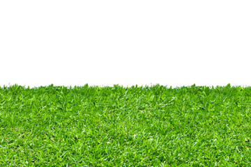 green grass isolated on white