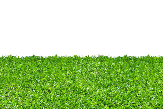 green grass isolated on white