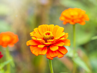 Red Zinnia flowers. Flowers zinnia elegans. Color nature background.