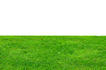 green grass isolated on white