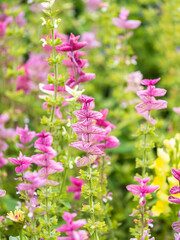 Salvia pink flowers with green leaves Blossom, medicinal plant in summer, close-up
