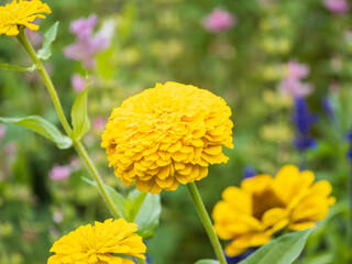 Yellow Zinnia flowers. Flowers zinnia elegans. Color nature background.