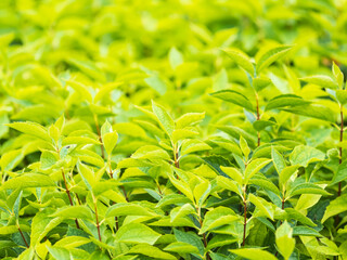 Branches of bushes with young green and red leaves