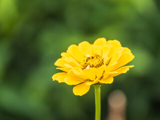 Yellow Zinnia flowers. Flowers zinnia elegans. Color nature background.