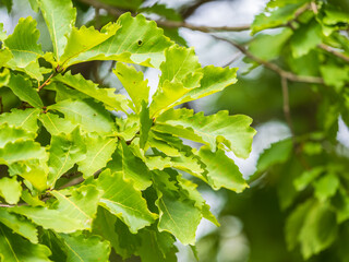 Oak branches with green and yellow leaves in autumn park.
