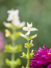 White purple pink flowers salvia shiny colorful in meadow