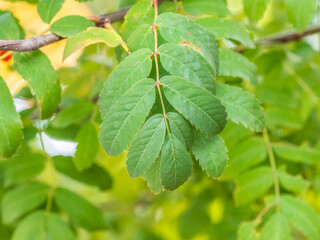 Sunlight shining through green leaves. Green leaves background