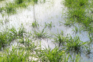 田んぼの稲　風景