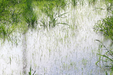 田んぼの稲　風景