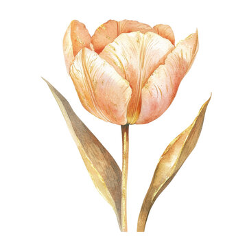 recommend clip art: “Golden Bloom: Tulip in Watercolor Brilliance”
